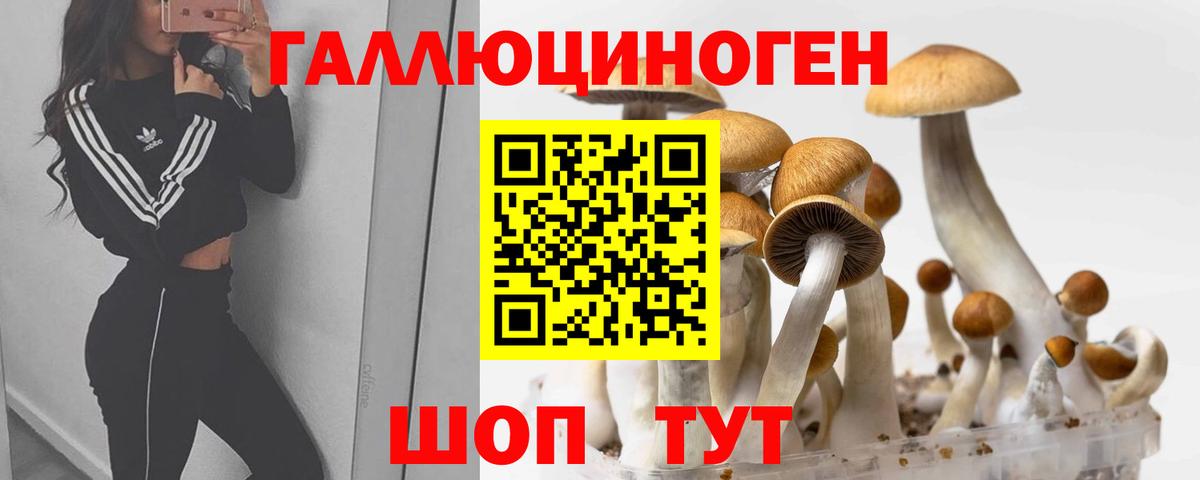 Ачхой-Мартан  Псилоцибиновые грибы прущие грибы  Вход с VPN 
